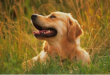 日经新闻证实：索尼收购角川集团 正在谈判早期阶段