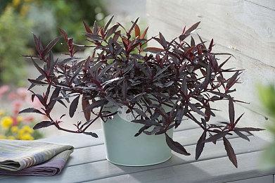 《月姬格斗：Type Lumina》新角色死徒诺艾尔实机演示