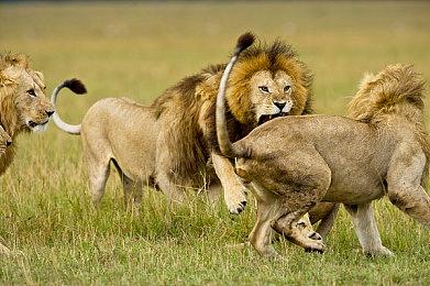 手游《Apex英雄 移动版》新预告 独占英雄“昲影”揭晓